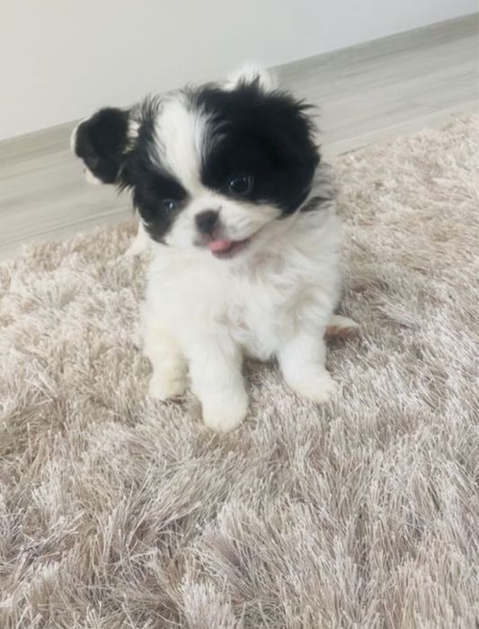 Chin japoński japan chin