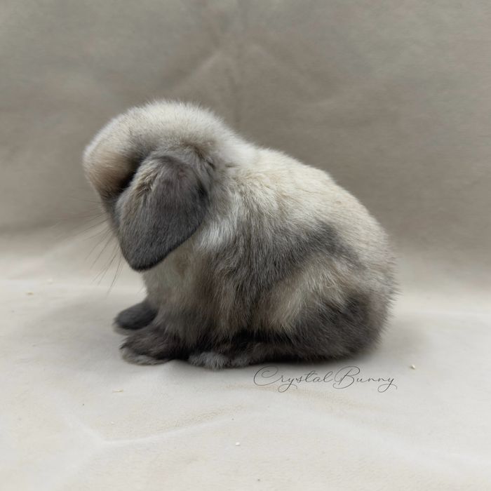 Królik Mini Lop TOP