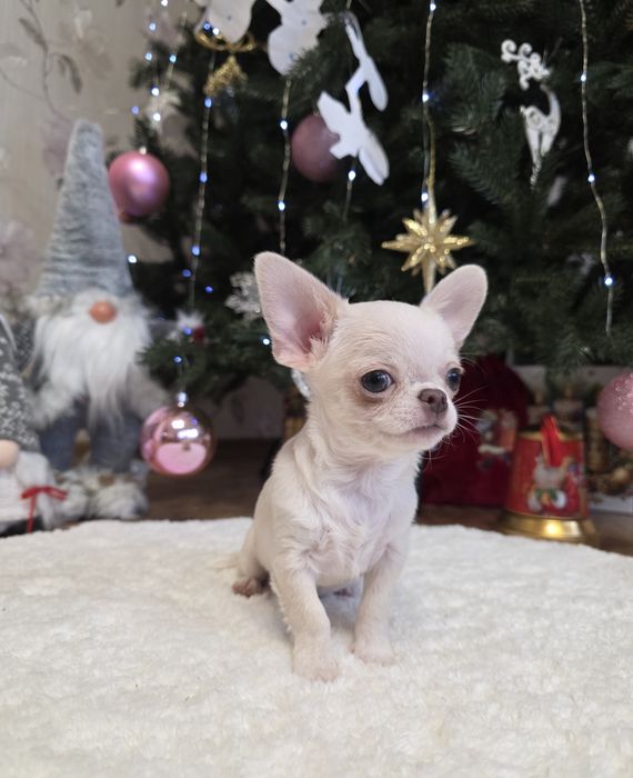 Чарівні міні чихуахуа.