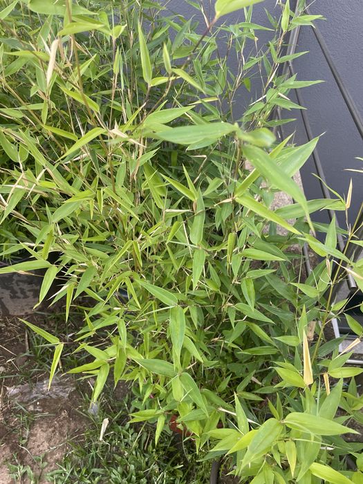 Vaso grande de bambu