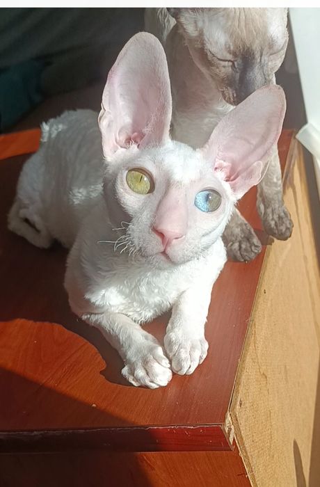 Хлопчик білий з різними очима