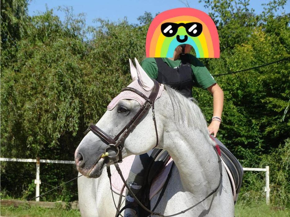 Konie do rekreacji i do skoków
