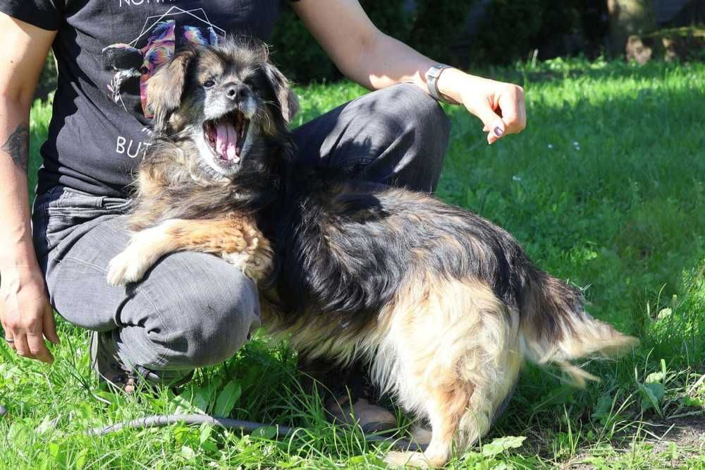 097144 Beatka do adopcji