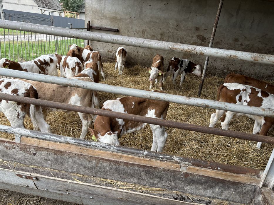 Sprzedam byki i jalowki