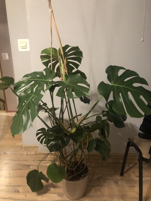Fikus,monstera,fikus beniamin