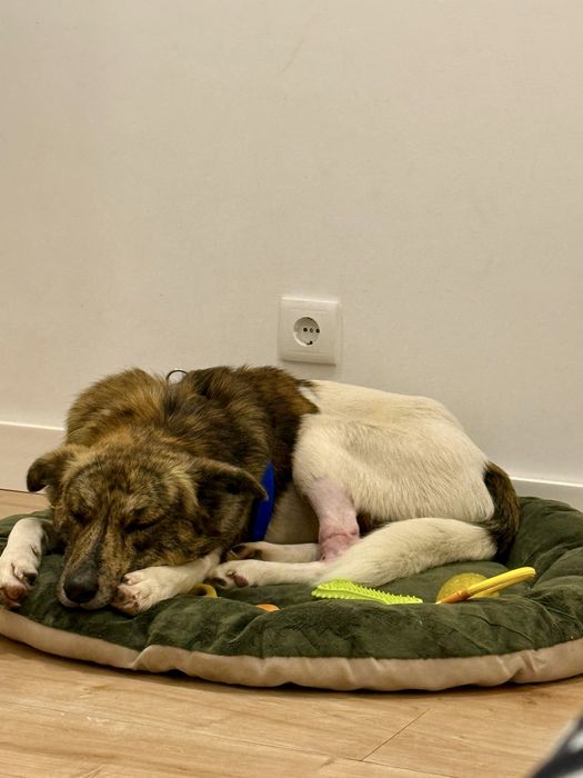 Macho jovem para adoção responsável