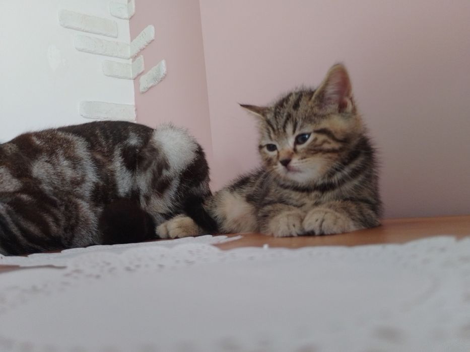 Котик шотландській прямовушка, копія тато!