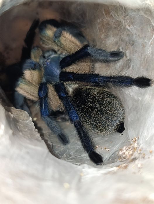 Monocentropus balfouri, samica, ptasznik