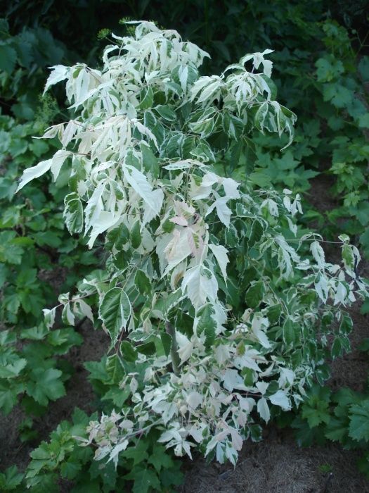 Клен краснолистный Royal Red в контейнере (Червонолистий)