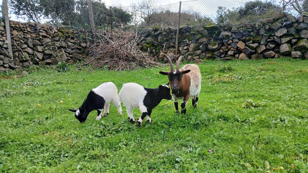 Cabras anãs muito meigas