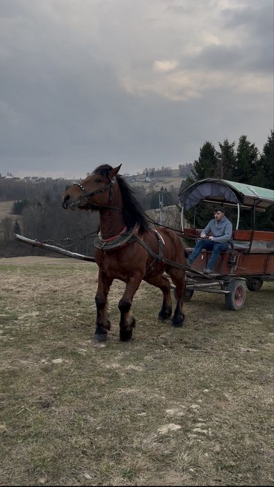 Sprzedam, wałach na 5 roku