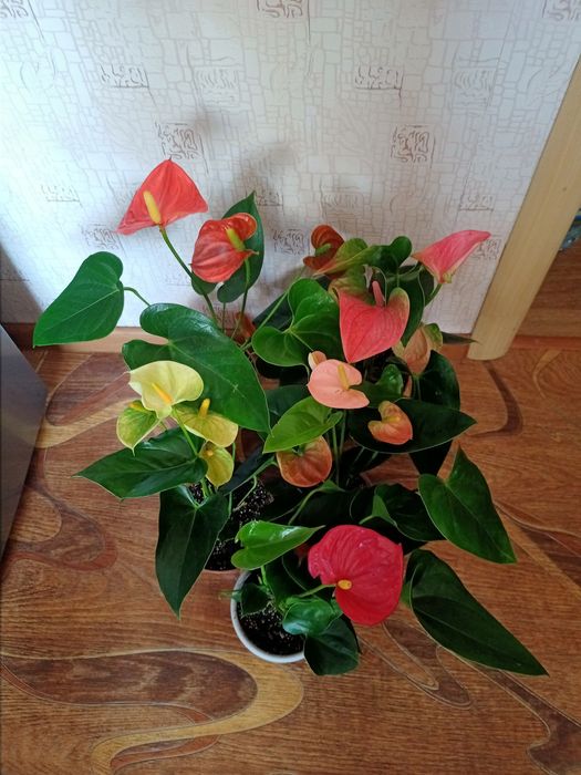 Антуриум, антуріум