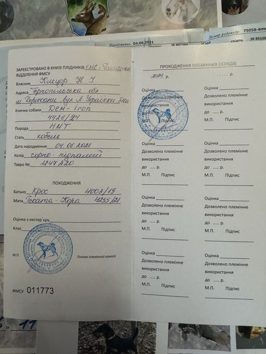 Пропоную Ягдтерєра для вʼязки