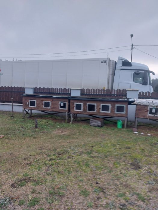 Klatki dla królików