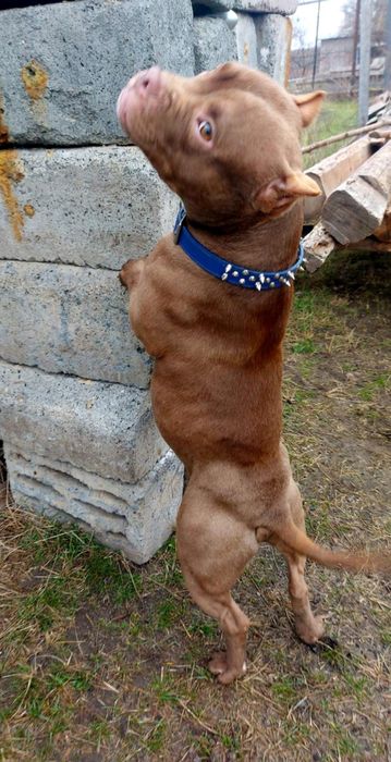 Американські буллі/Дівчата й хлопчики/Покет/Стандарт/Bully