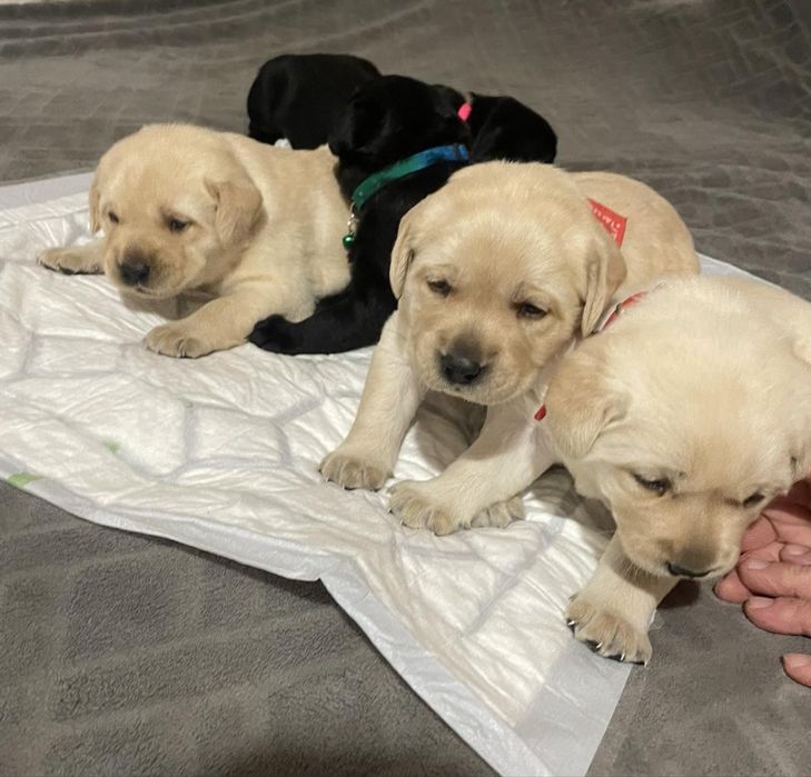 Лабрадор ретривер