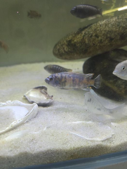 Casais de Labeotropheus Trewavasea Border