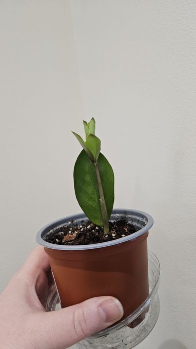 Заміокулькас, доларове дерево