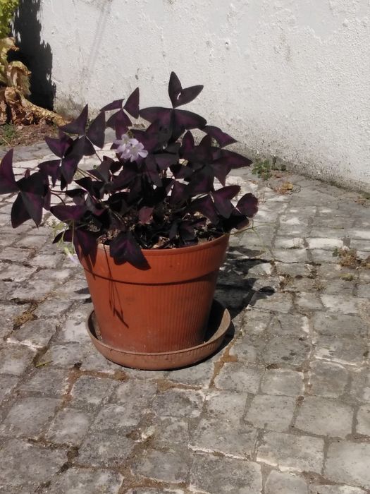 Trevo roxo envasado