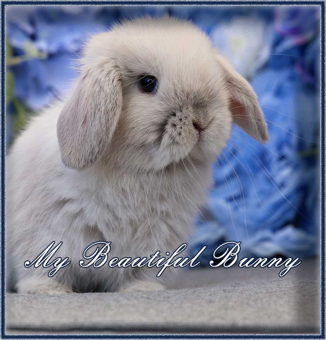 Młody Piękny Króliczek 100% mini Lop - Perła