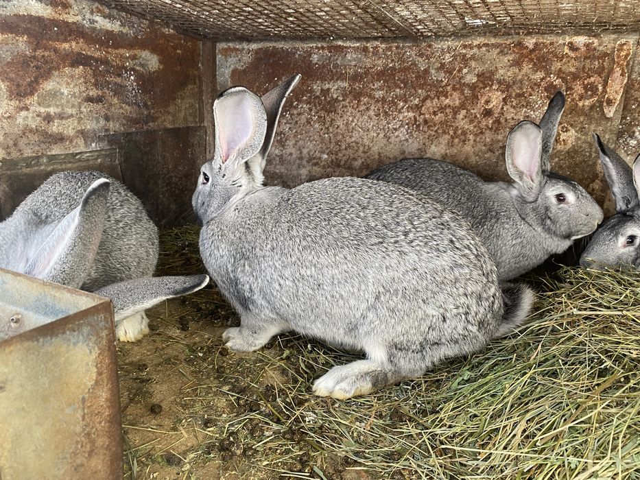 Кролі шиншила і термон