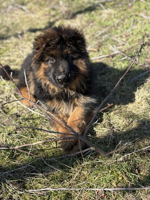 Owczarek niemiecki dlugowłosy
