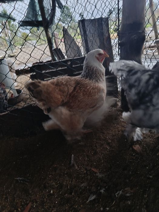 Vendem-se galos Brahamas puros  com 3 meses