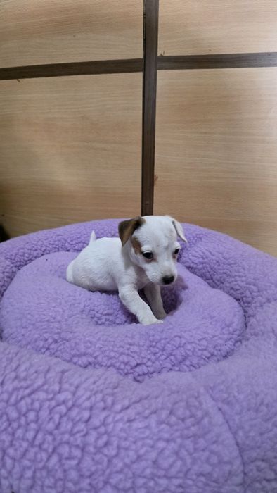 Jack russell fêmea