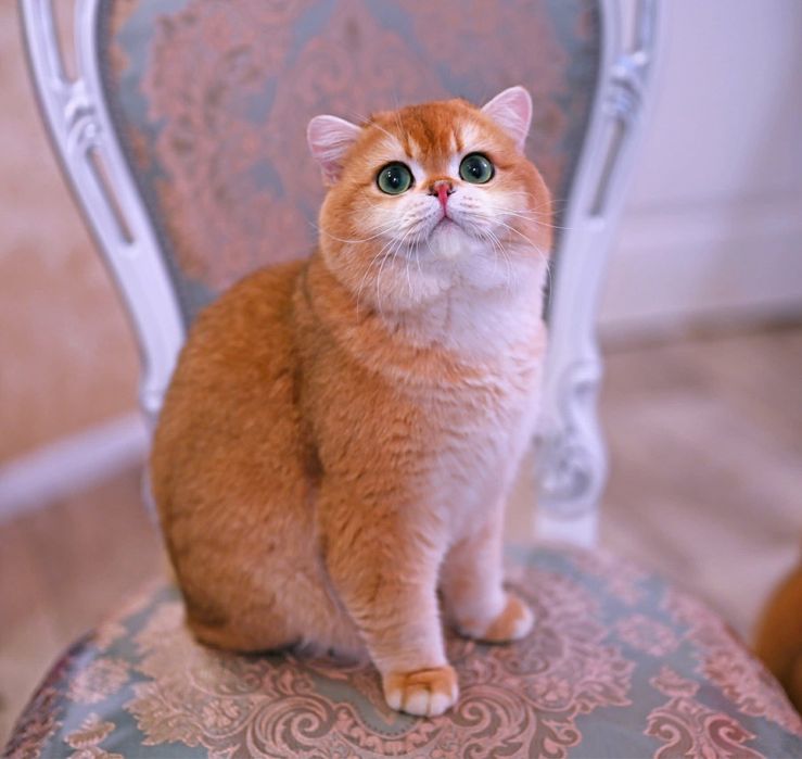 British shorthair golden-LOP