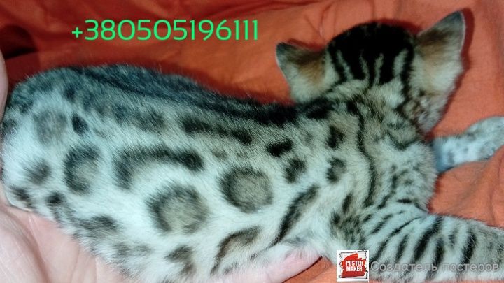 Бенгальский котёнок бенгалы