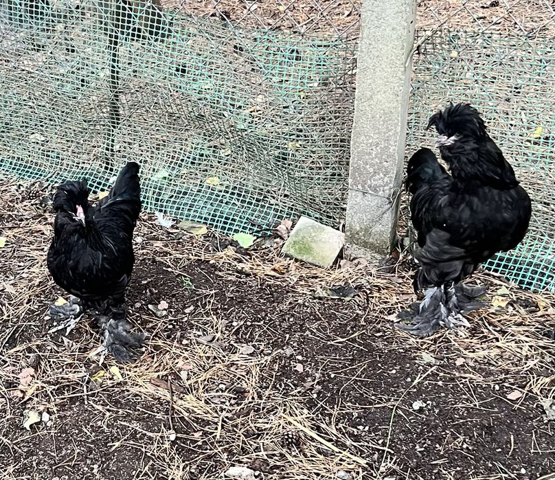 Koguty Sułtan Czarny,Silka.