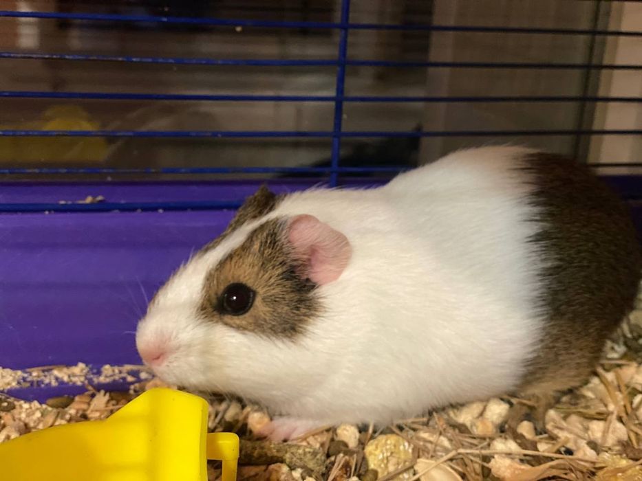 Отдам морскую свинку, девочка