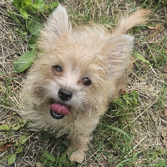 Yoreczka - Mała cudowna piękność