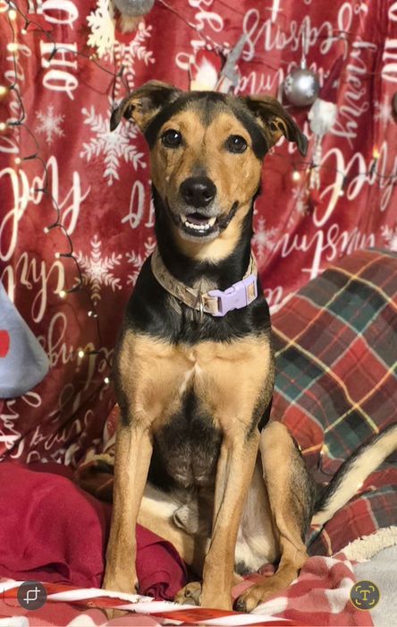 Młody energiczny pies szuka domu