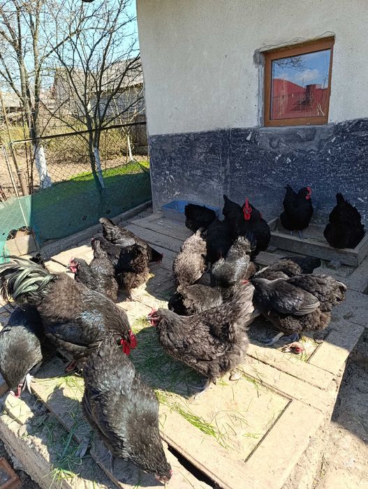 Інкубаційне яйце. породи джерсійський гігант.