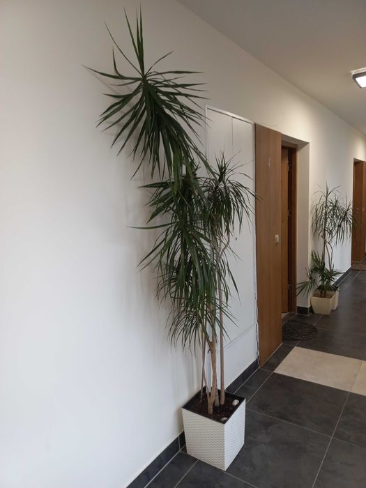 duże kwiaty domowe dracena do biura kancelarii