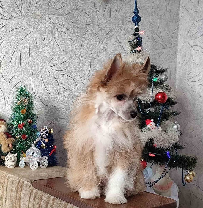 Цуценя китайської хохлатої