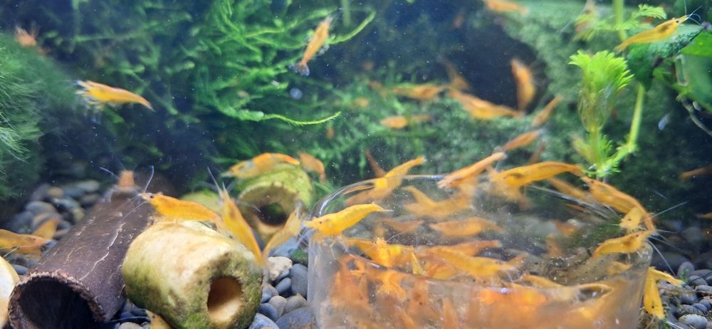 Krewetka Neocardina Orange Sakura