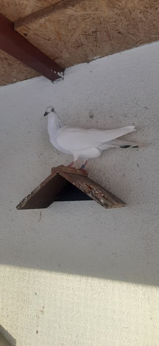 Jasna koroniata wylotka