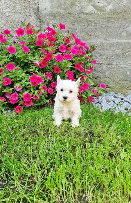 West Highland White Terrier suczka