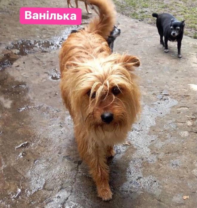 Ванілька шукає дім! Стерилізована