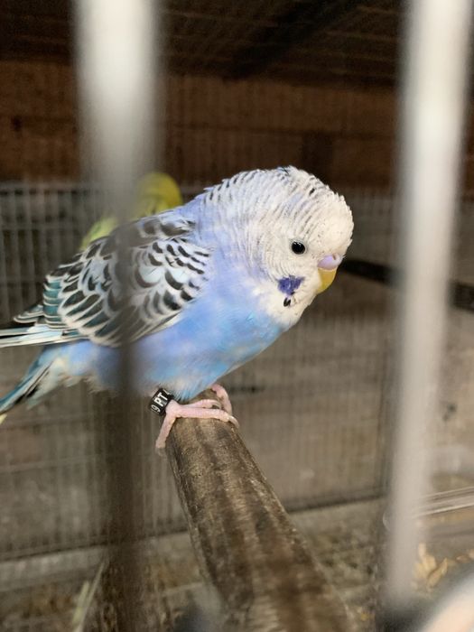 Varios periquitos disponiveis