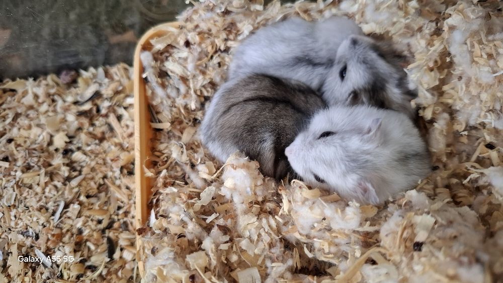 Хом'ячки Джунгарики