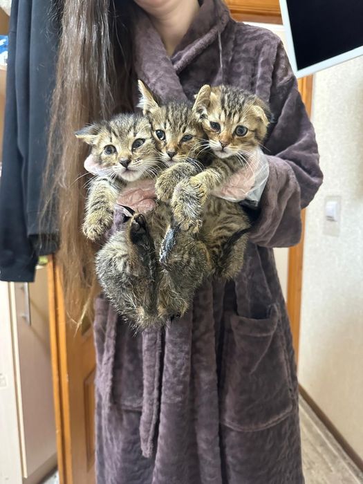 Кошенятка в пошуках домк
