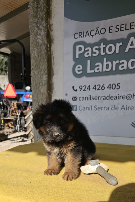 Pastor alemao  com pedigre