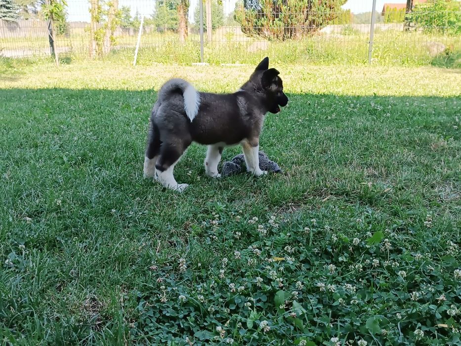 Akita Amerykańska