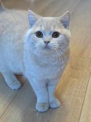 Adopcja kotki Brytyjskiej kremowej Dom bez innych zwierzat