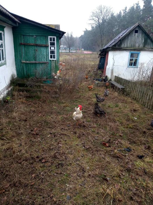 Дом село Ушомир продажа