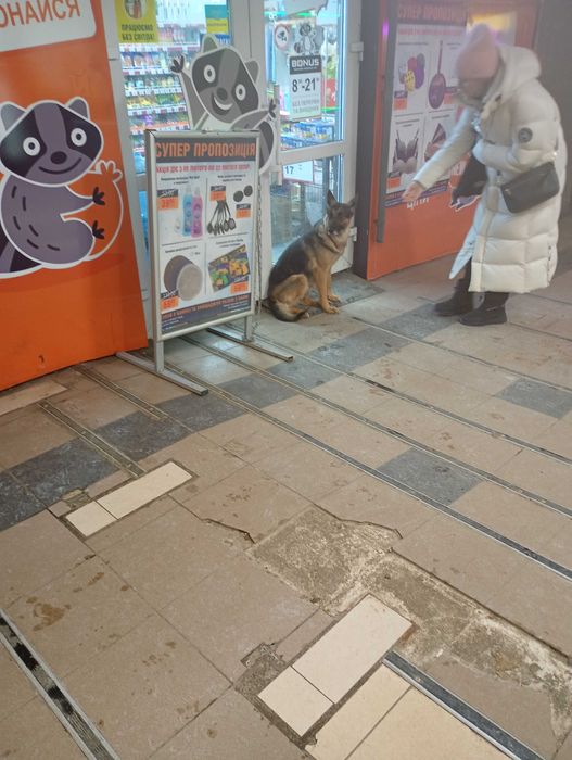 Нашлась собака академистечко