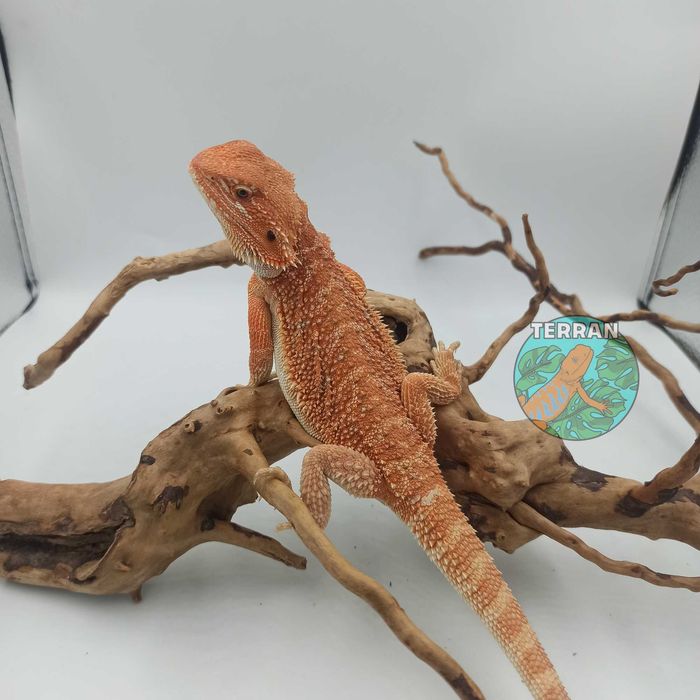 Agama brodata - Jaszczurka dla początkujących gekon zbożowka anolis